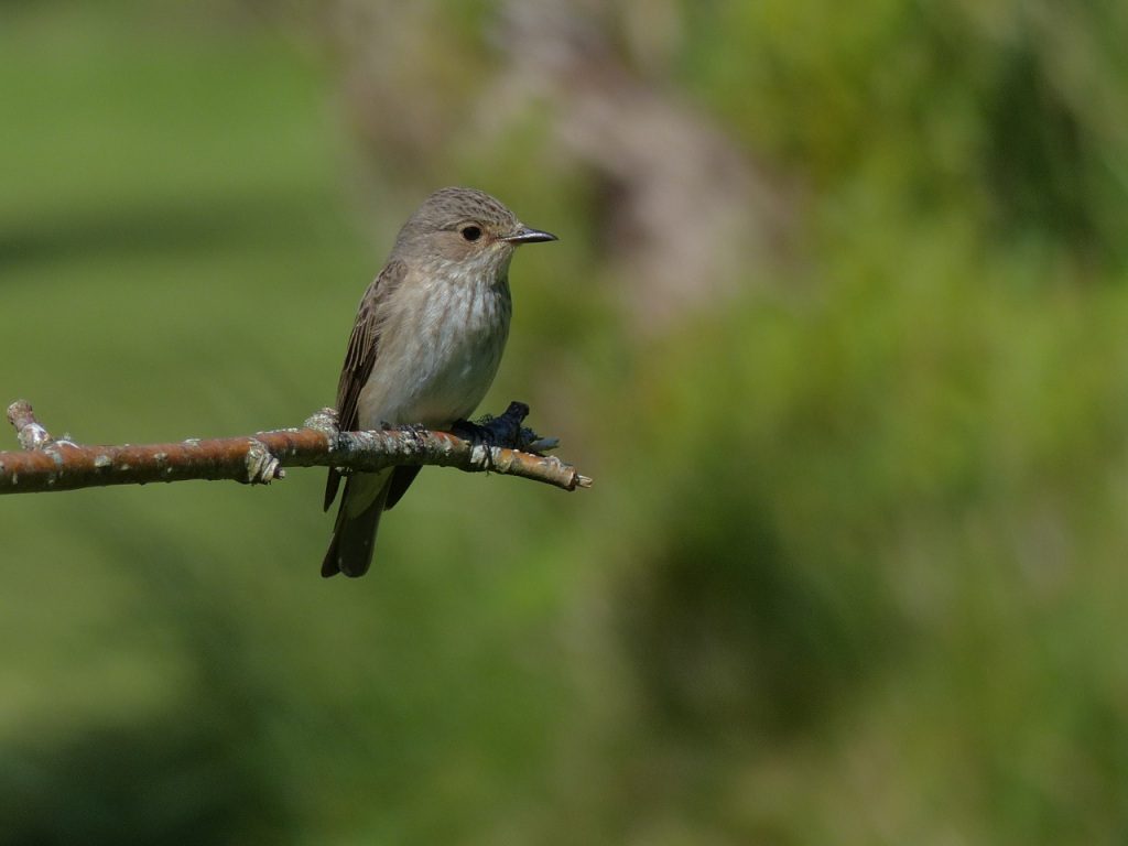 Spotted Flycatcher - Tayvallich, Mid-Argyll 18 Jun (Morag Rea).