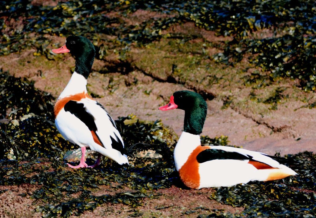 Common Shelducks - Campbeltown Loch, Kintyre 09 Mar (Eddie Maguire).