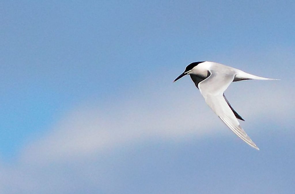 Sandwich Tern – MSBO, Kintyre 31 Mar (Eddie Maguire).