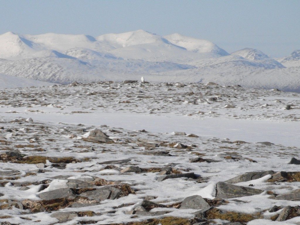 Snowy Owl - above Glen Orchy, North Argyll 27 Feb (George Allan)