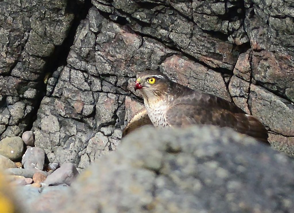 Sparrowhawk – MSBO , Kintyre 08 Apr (Eddie Maguire).