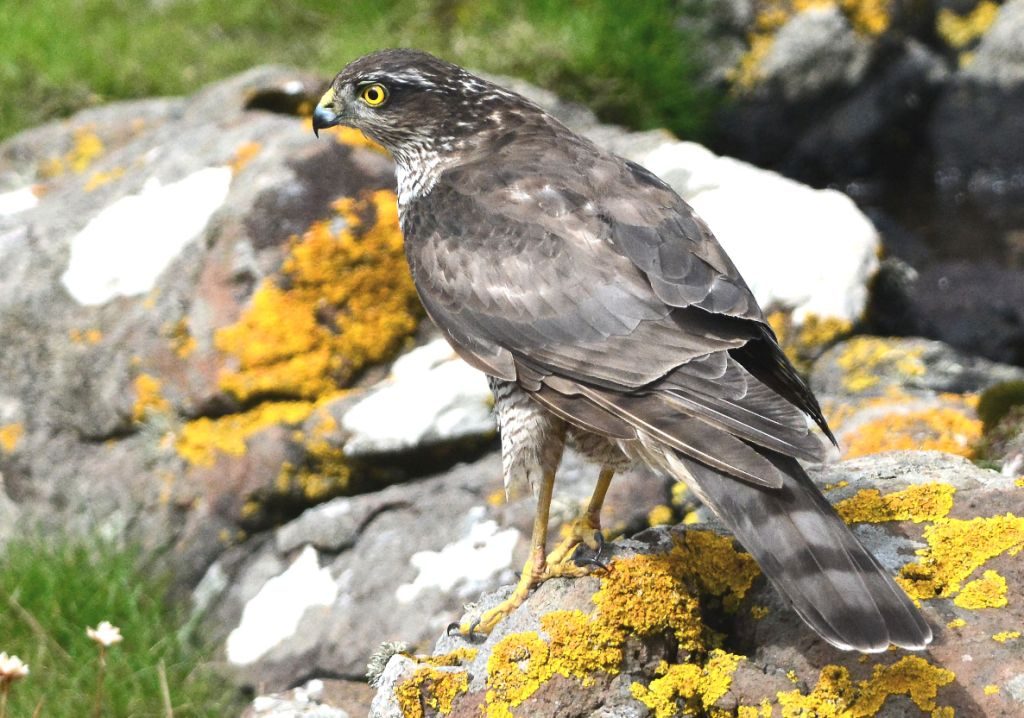 Female Sparrowhawk - MSBO, Kintyre 08 Aug (Eddie Maguire).