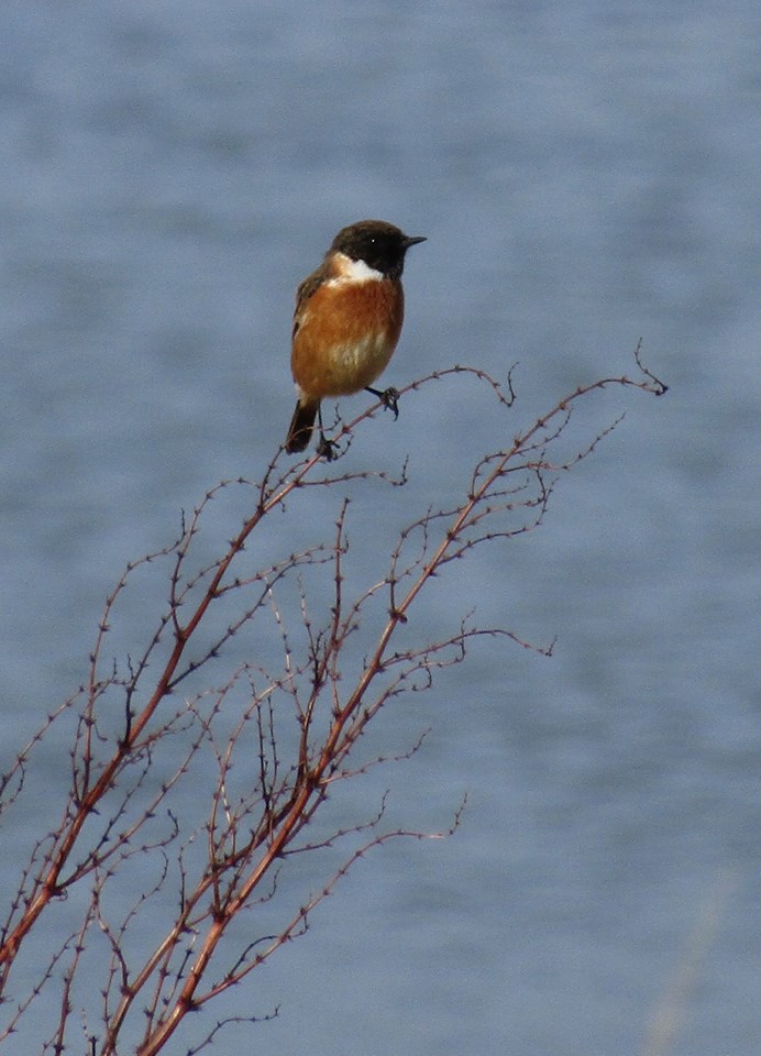 Common Stonechat - Keillmore (Loch Sween) 26 Feb (Andy Craven).