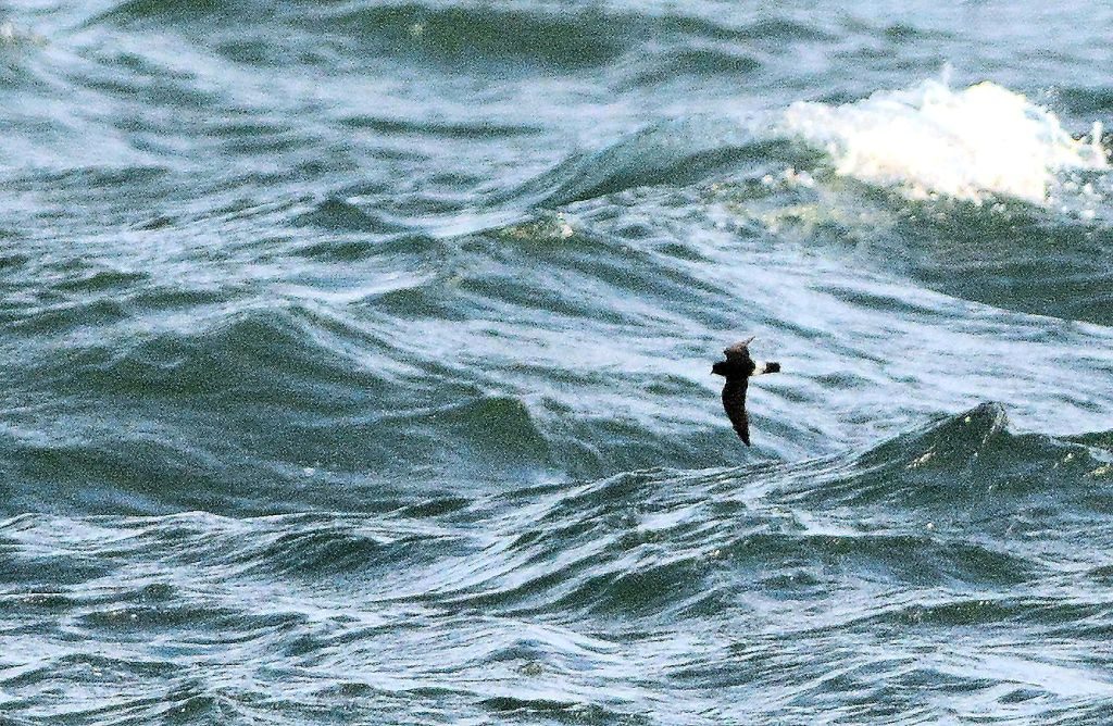 European Storm-petrel - MSBO, Kintyre 08 Aug (Eddie Maguire).