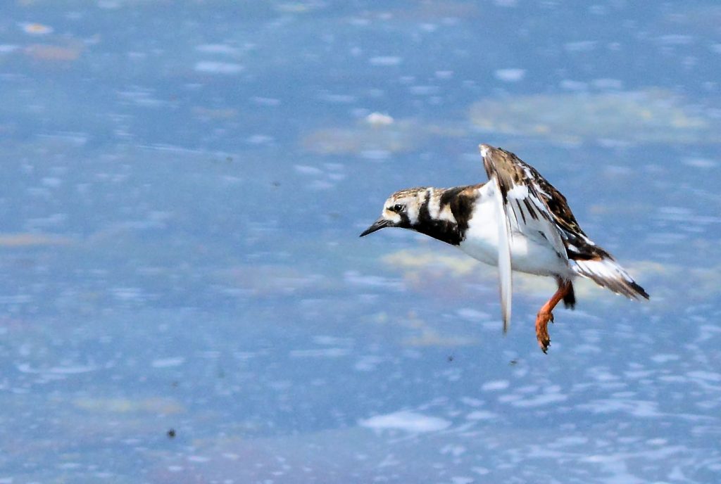 Ruddy Turnstone – MSBO, Kintyre 05 Jun (Eddie Maguire).