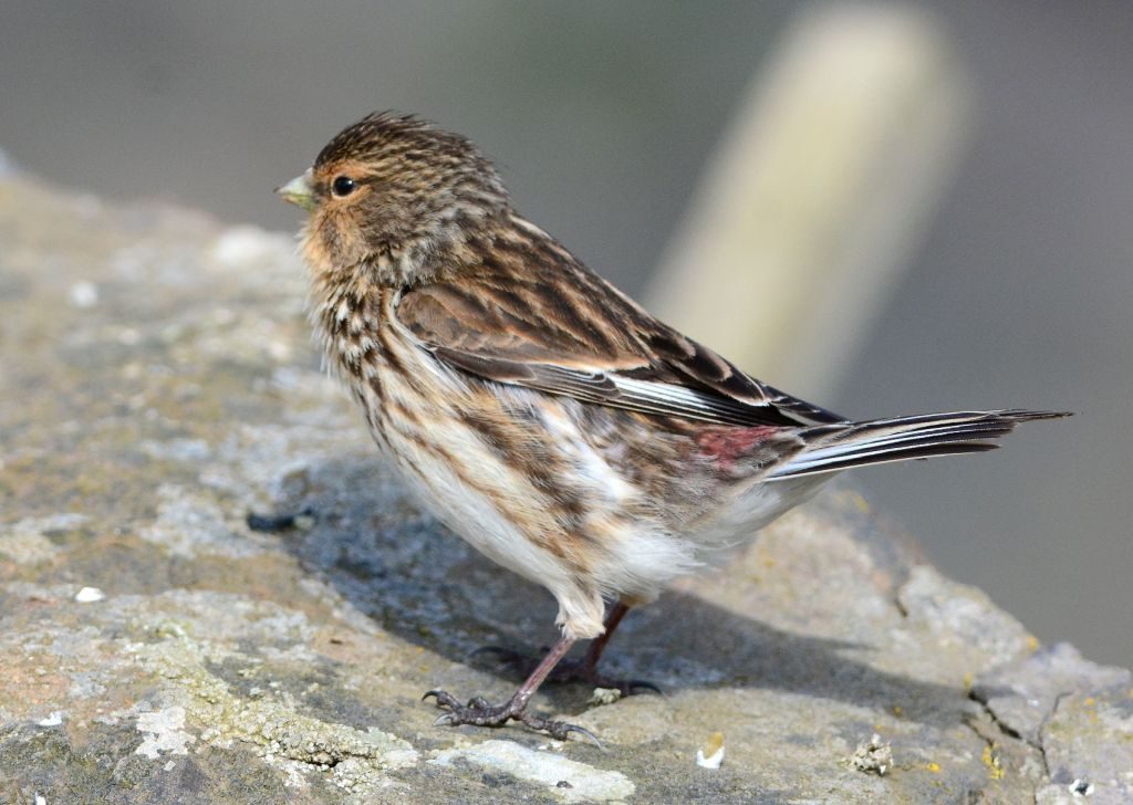 Twite – MSBO, Kintyre 24 Apr (Eddie Maguire).