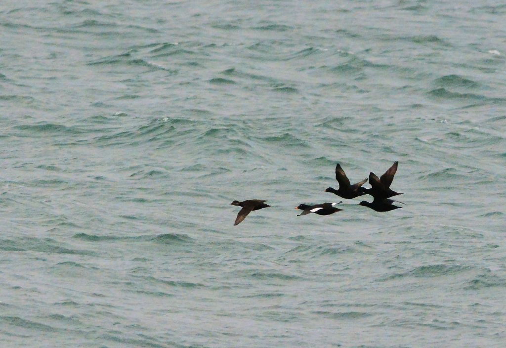 Velvet Scoter with Common Scoters – MSBO, Kintyre 24 Mar (Eddie Maguire).