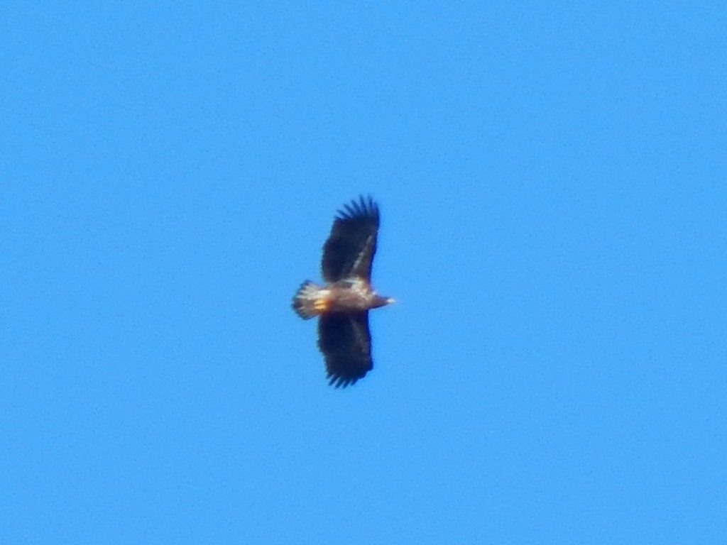 White-tailed Eagle – Loch a' Phuill, Tiree 14 Feb (John Bowler).