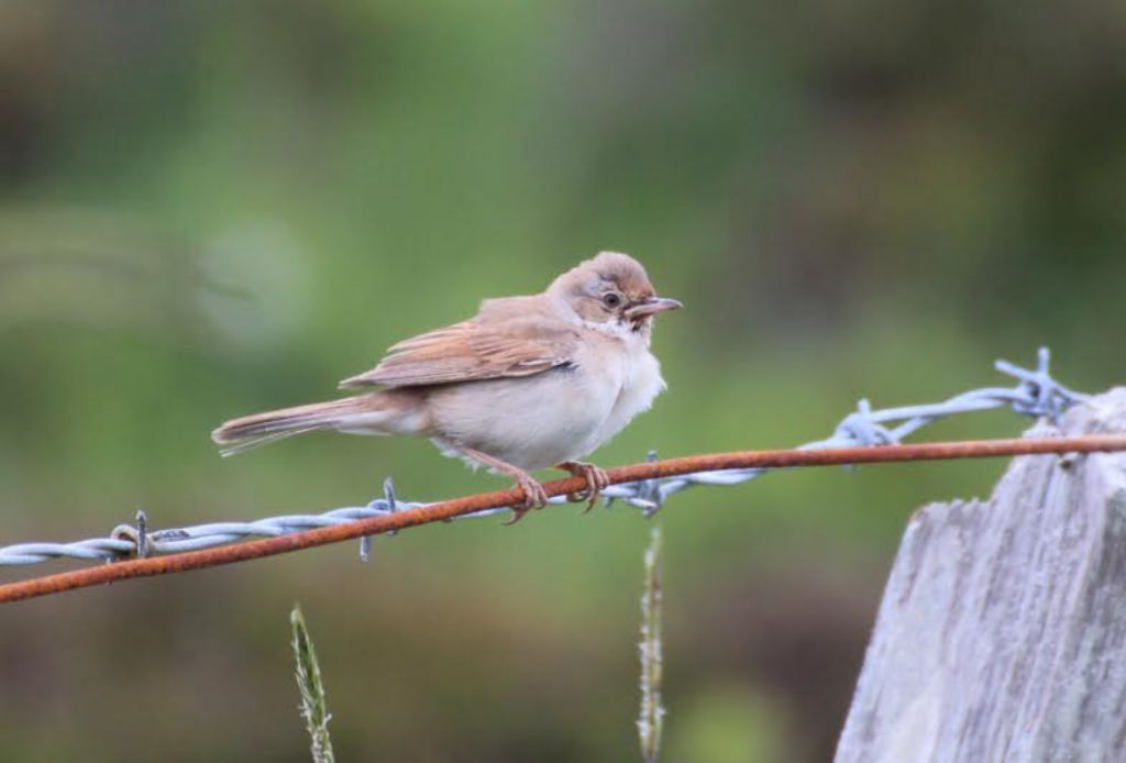 Common Whitethroat – Coll 19 Jun (per Davie Rutherford).