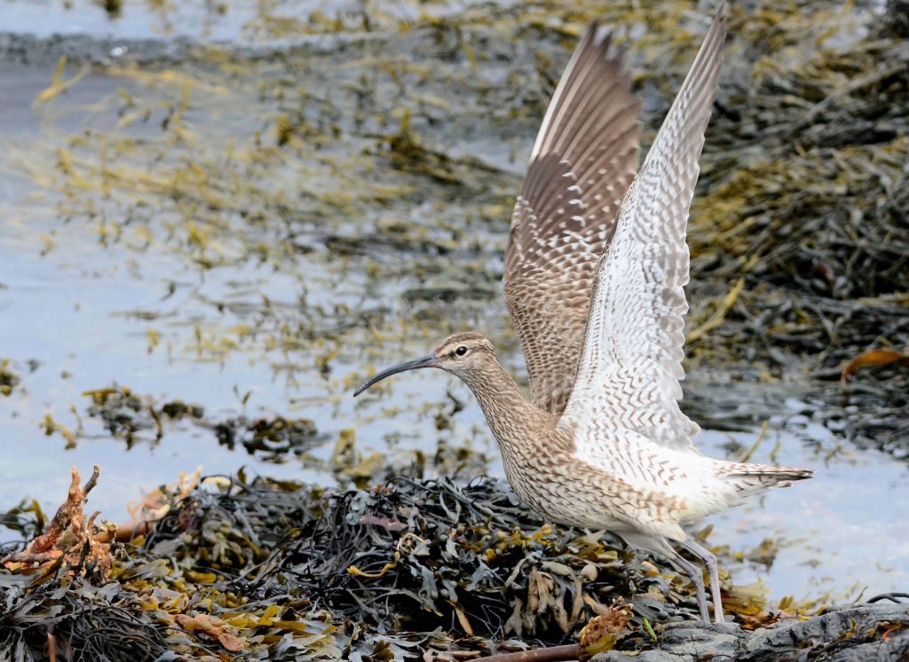 Whimbrel – MSBO, Kintyre 07 Aug (Eddie Maguire)