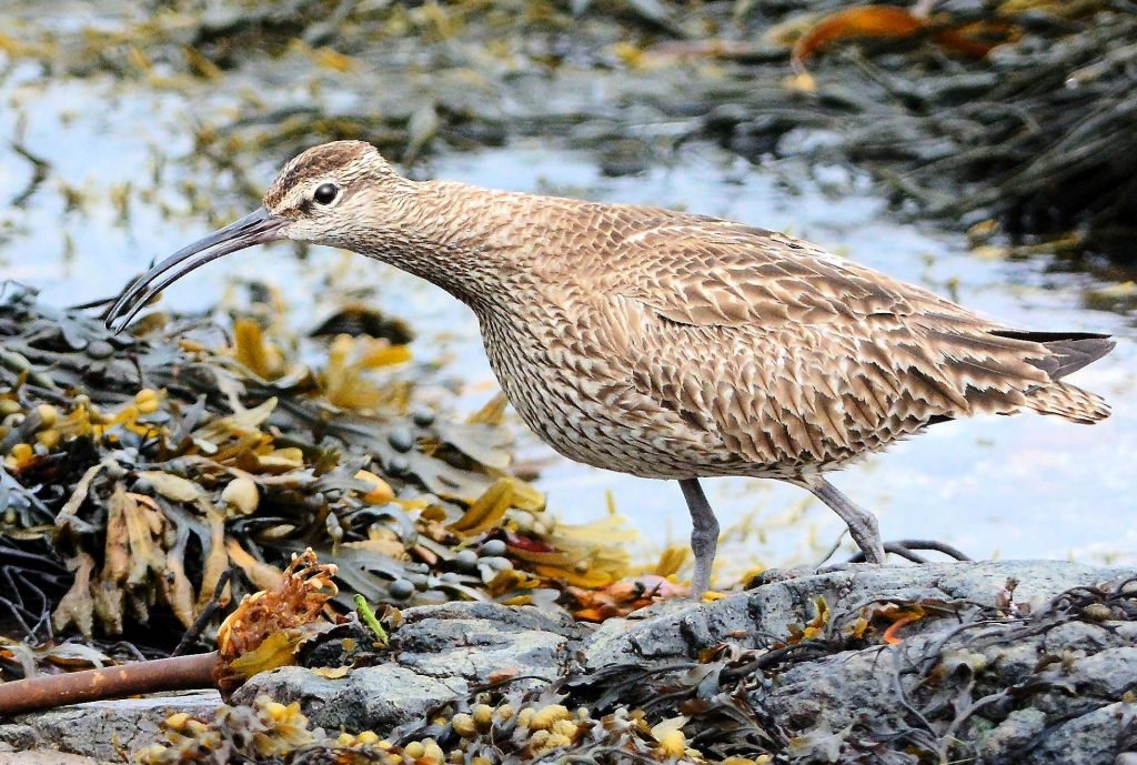 Whimbrel – MSBO, Kintyre 07 Aug (Eddie Maguire)