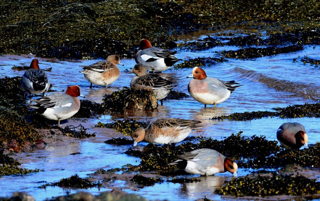 Wigeon - Campbeltown Loch, Kintyre 09 Mar (Eddie Maguire).