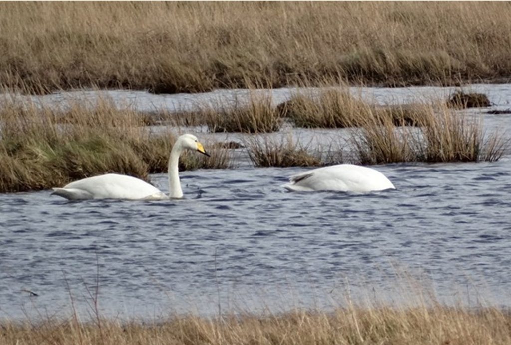 Whooper Swans - The Puddle (Loch Sween), Mid-Argyll 03 Mar (Sue and Kevin Richardson).