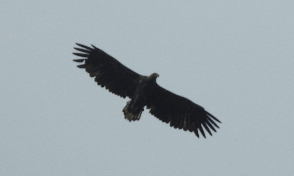 Juvenile White-tailed Eagle – nr. Newton, Cowal 03 Jul (Nigel Scriven).