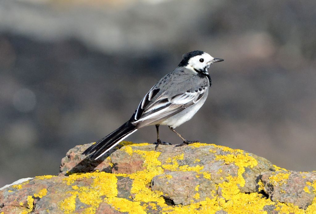 White Wagtail – Machrihanish Seabird Observatory, Kintyre 16 Mar (Eddie Maguire).