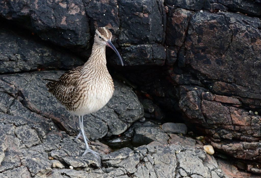 Whimbrel – MSBO, Kintyre 24 Apr (Eddie Maguire).