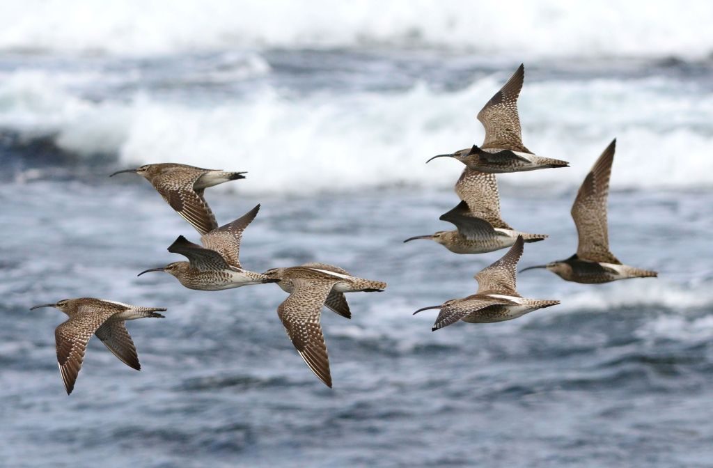 Whimbrel – MSBO, Kintyre 17 Apr (Eddie Maguire).