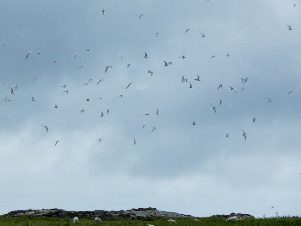 Arctic Terns – Gott Bay, Tiree 08 Jul (John Bowler).