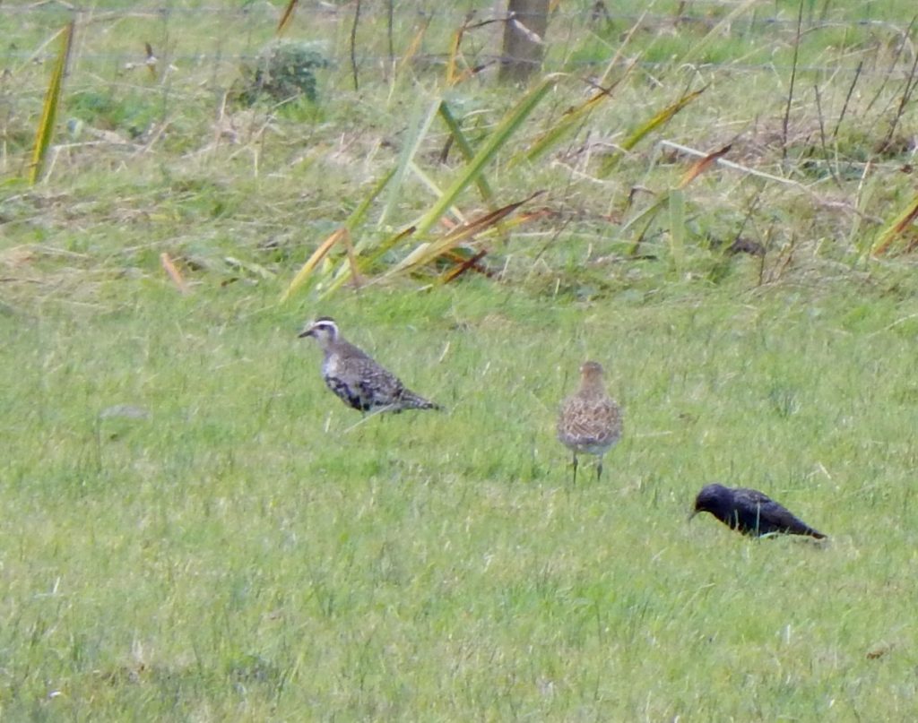 American Golden Plover Kennovay, Tiree 26 Sep (John Bowler).