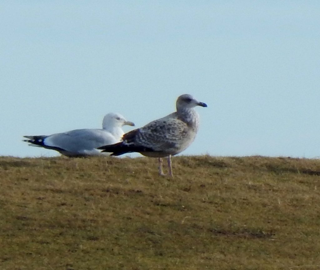 American Herring Gull - Crossapol Farm, Tiree 15 Feb (John Bowler).