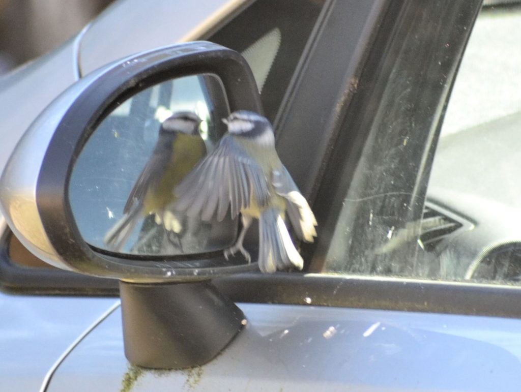 Blue Tit admiring its reflection - St Catherine’s, Cowal 19 Mar (Graham Thomas).