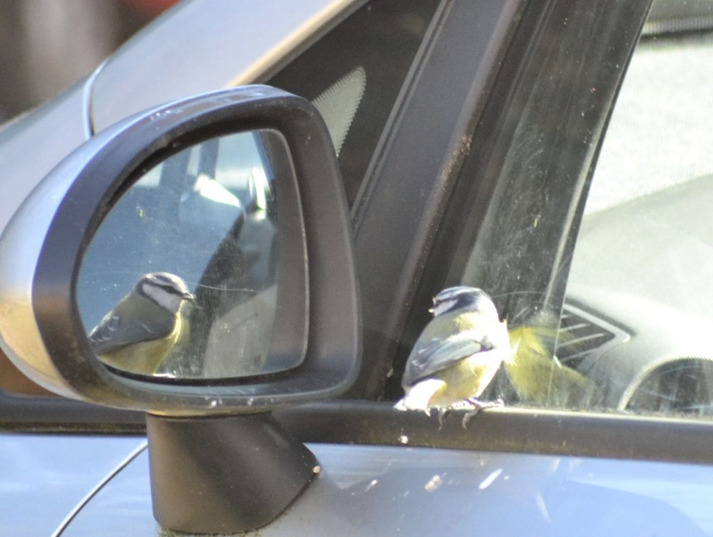 Blue Tit admiring its reflection - St Catherine’s, Cowal 19 Mar (Graham Thomas).