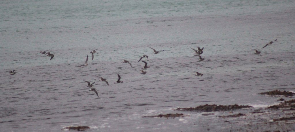 Curlew Sandpipers – The Green, Tiree 19 Aug (Dante Shepherd).