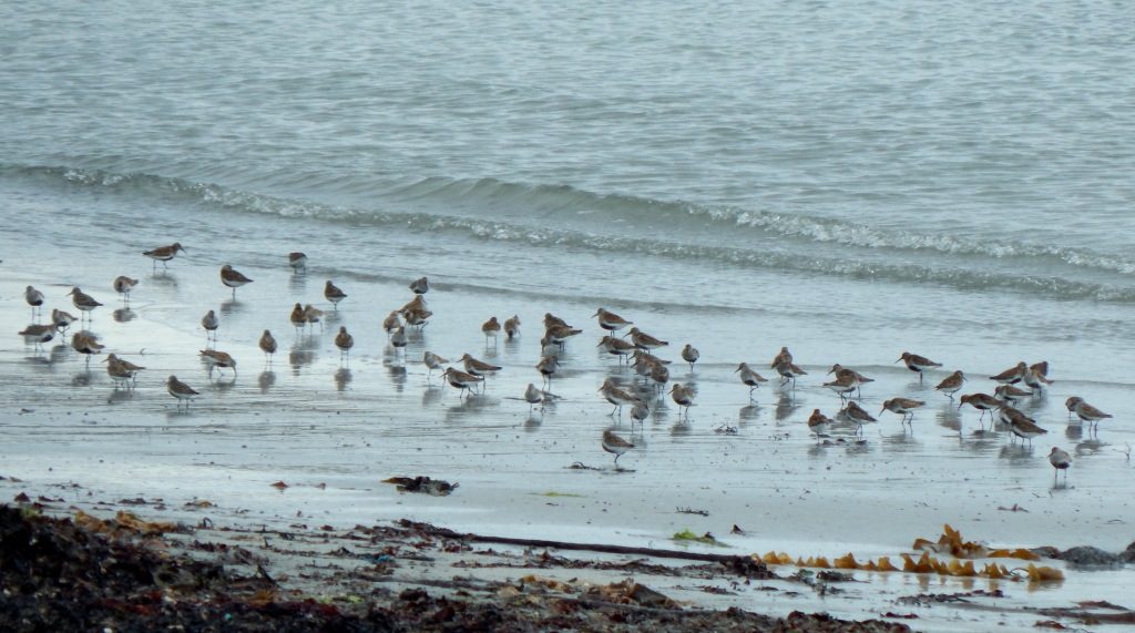 Dunlins - Vaul Bay, Tiree 23 May (John Bowler).