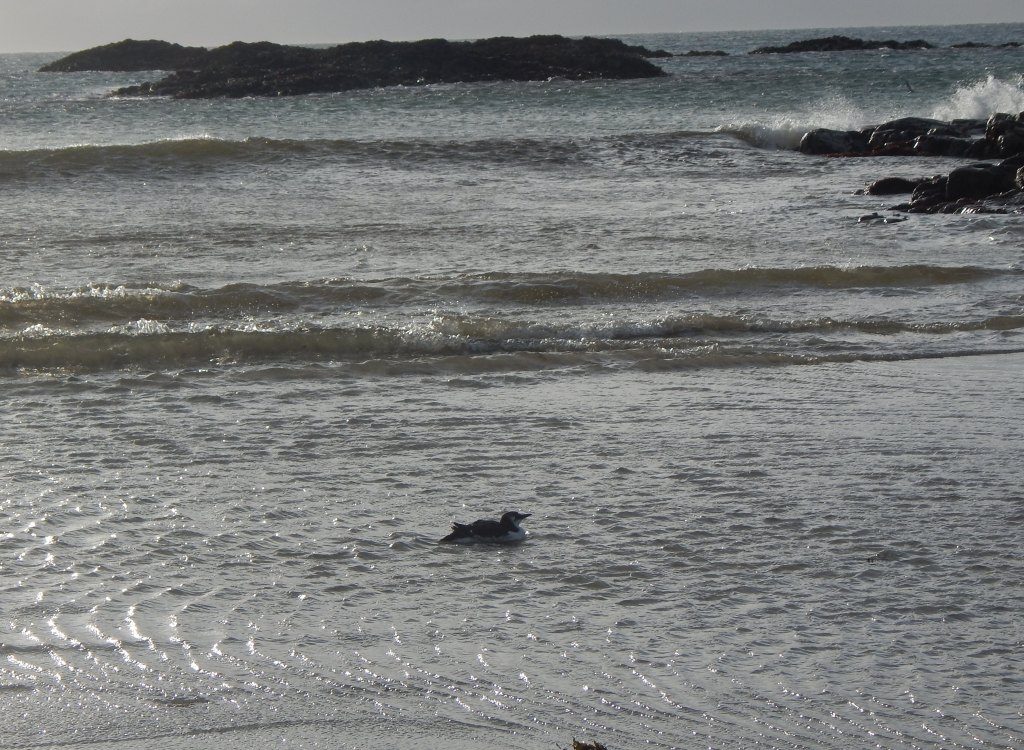 Common Guillemot – Scarinish, Tiree 12 Jan (John Bowler).