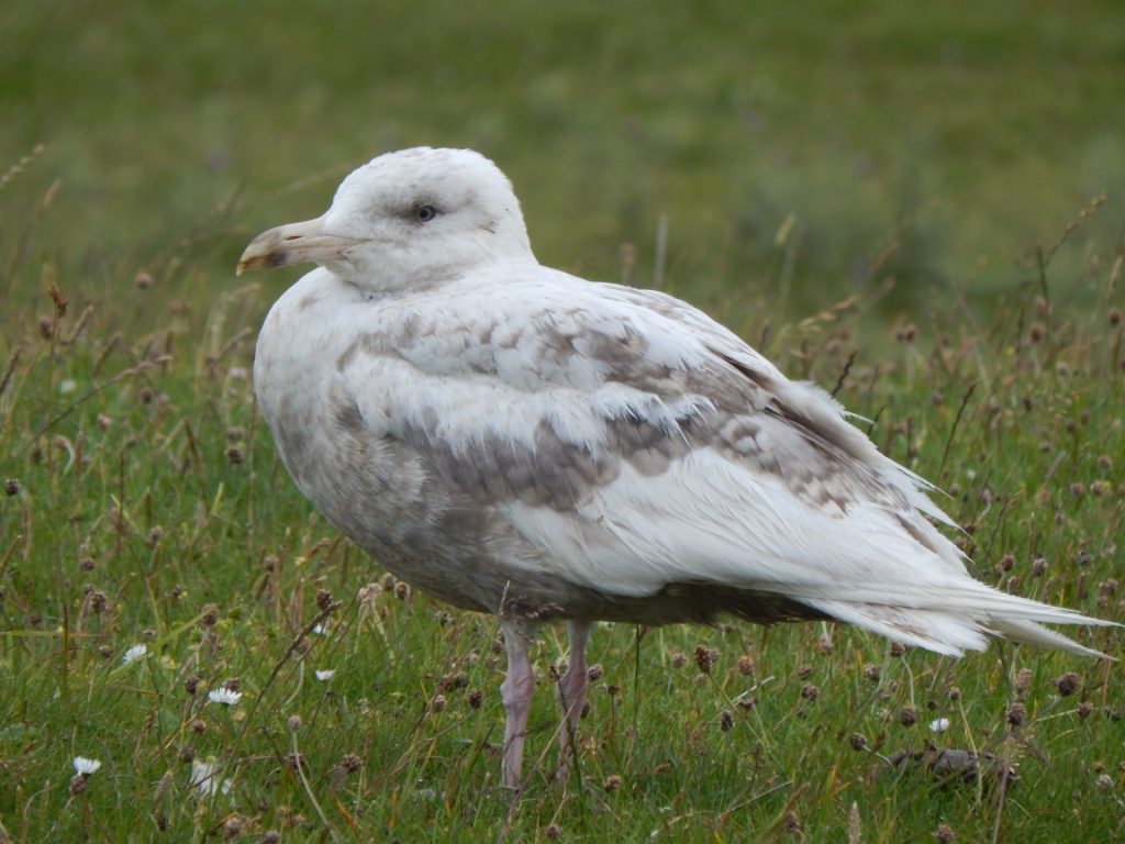 Glaucous Gull - Loch a' Phuill, Tiree 07 Jul (John Bowler).