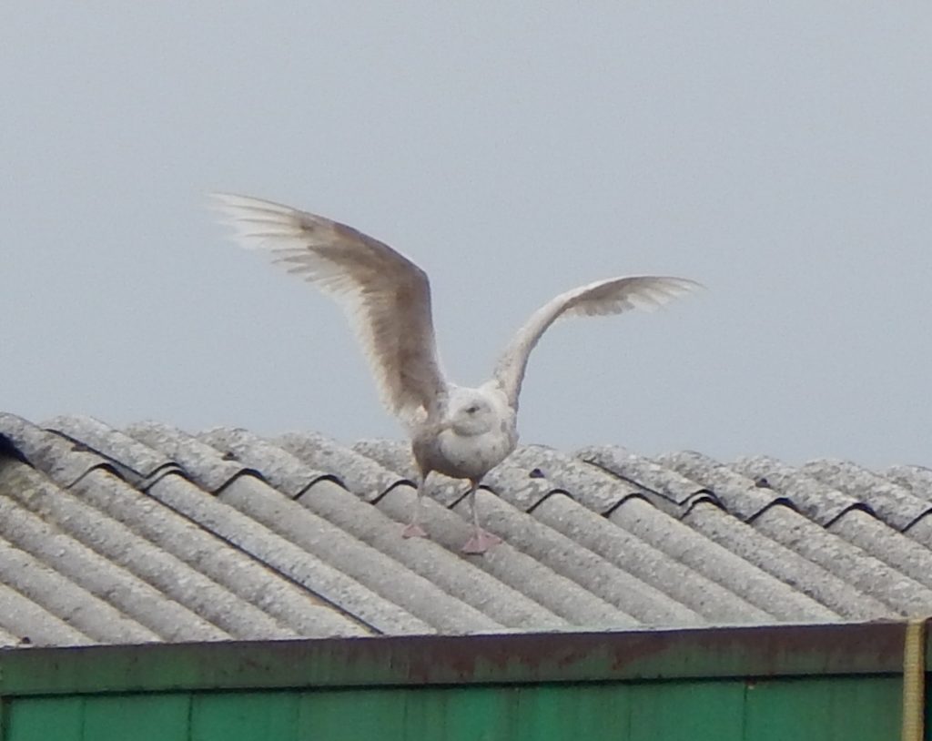 Glaucous Gull - Loch a' Phuill, Tiree 07 Jul (John Bowler).