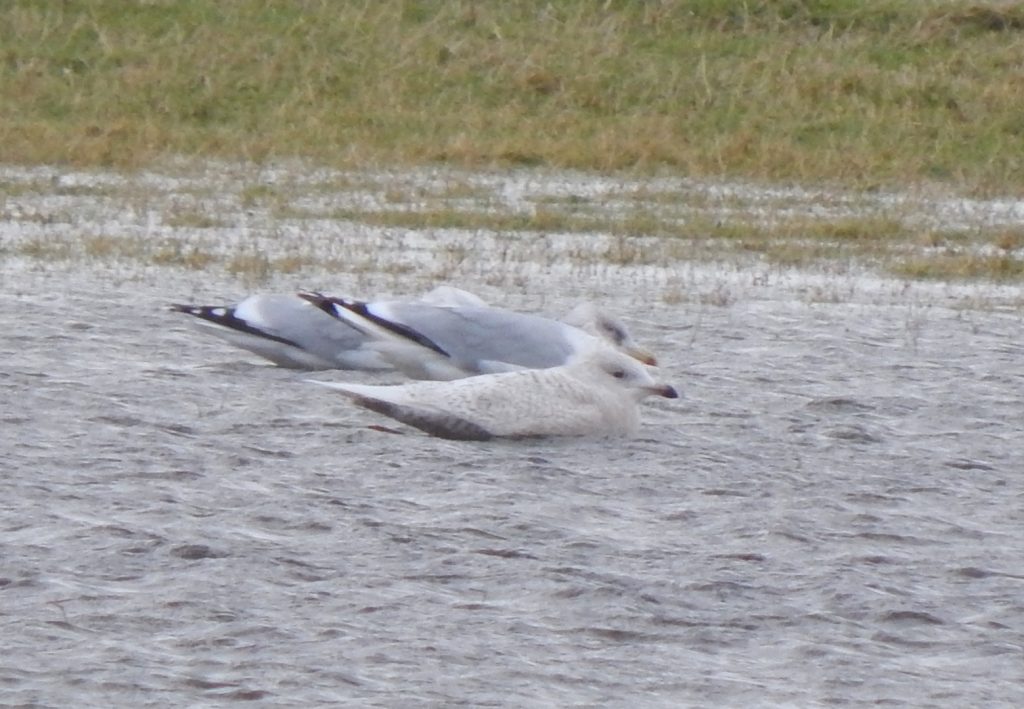 Juvenile Iceland Gull – Balephuil, Tiree 11 Jan (John Bowler).