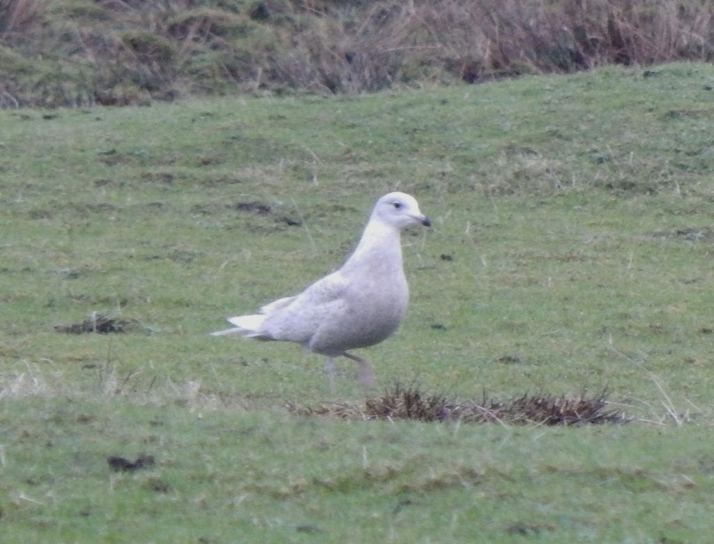 Iceland Gull – Ruaig, Tiree 19 Jan (John Bowler).