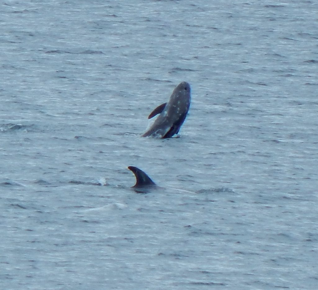 Risso’s Dolphins – off The Green, Tiree 04 Jul (John Bowler).