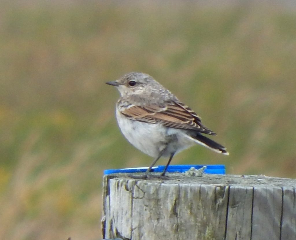 Juvenile Northern Wheatear – Balephuil, Tiree 11 Jul (John Bowler).