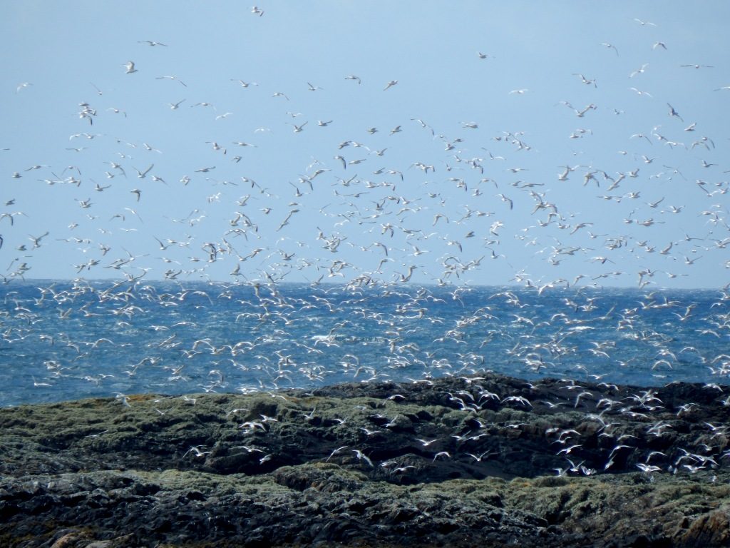 Kittiwakes - Traigh Ghrianal, Tiree 27 Jun (John Bowler).