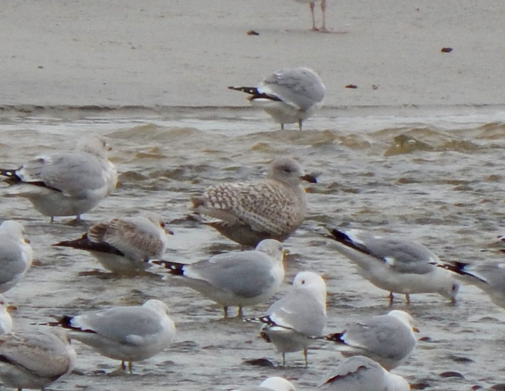 Kumlien’s Gull - Crossapol Point, Tiree 15 Feb (John Bowler).