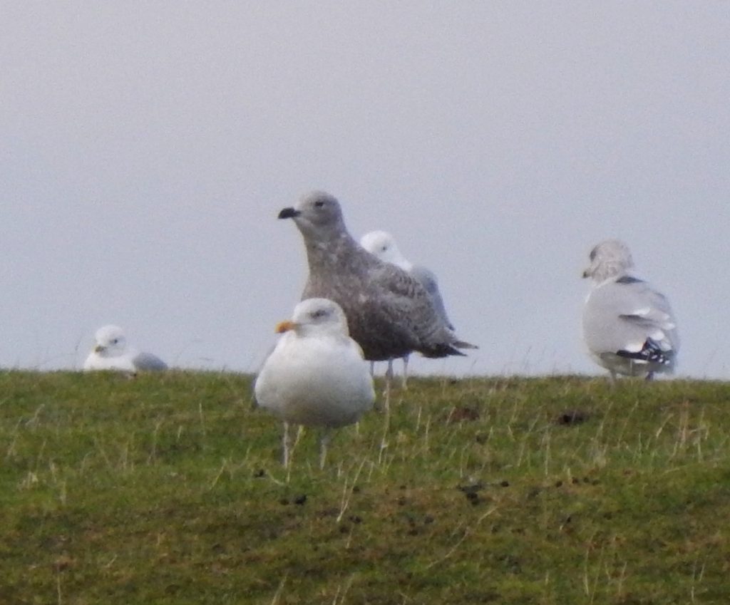 Kumlien’s Gull - Crossapol Farm, Tiree 19 Jan (John Bowler).