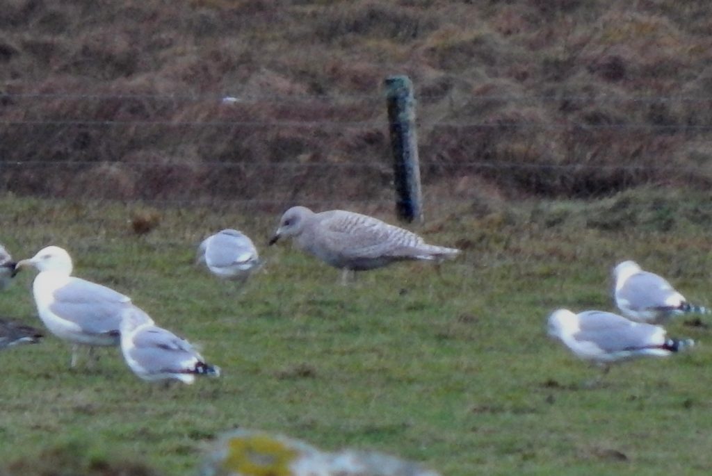 Kumlien’s Gull - Balinoe, Tiree 18 Jan (John Bowler).