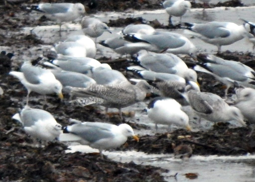 juvenile Kumlien's Gull (centre) - Sorobaidh Bay, Tiree 21 Jan (John Bowler).