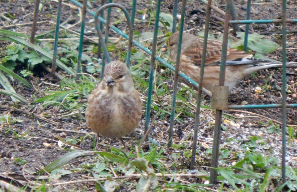 Linnet – Balephuil, Tiree 08 Apr (John Bowler).