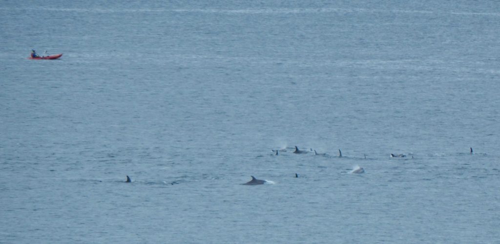 Risso’s Dolphins – off The Green, Tiree 04 Jul (John Bowler).