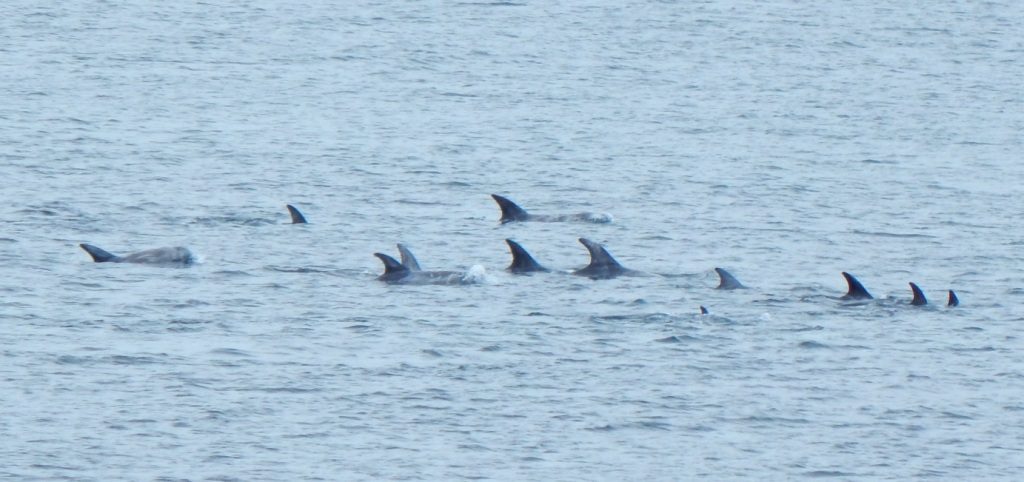 Risso’s Dolphins – off The Green, Tiree 04 Jul (John Bowler).