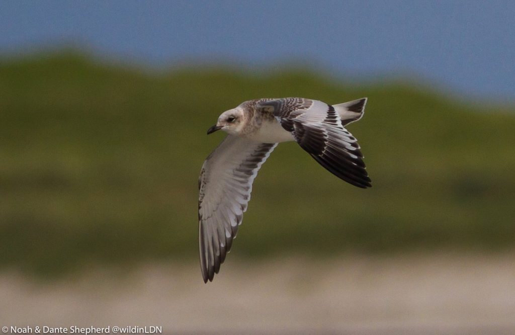 juvenile Mediterranean Gull – The Green, Tiree 19 Aug (Dante Shepherd).