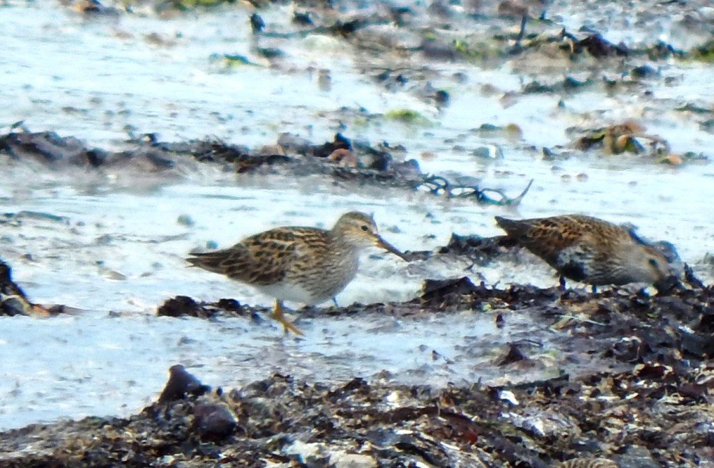 Pectoral Sandpiper - Sorobaidh Bay, Tiree 27 May (John Bowler).