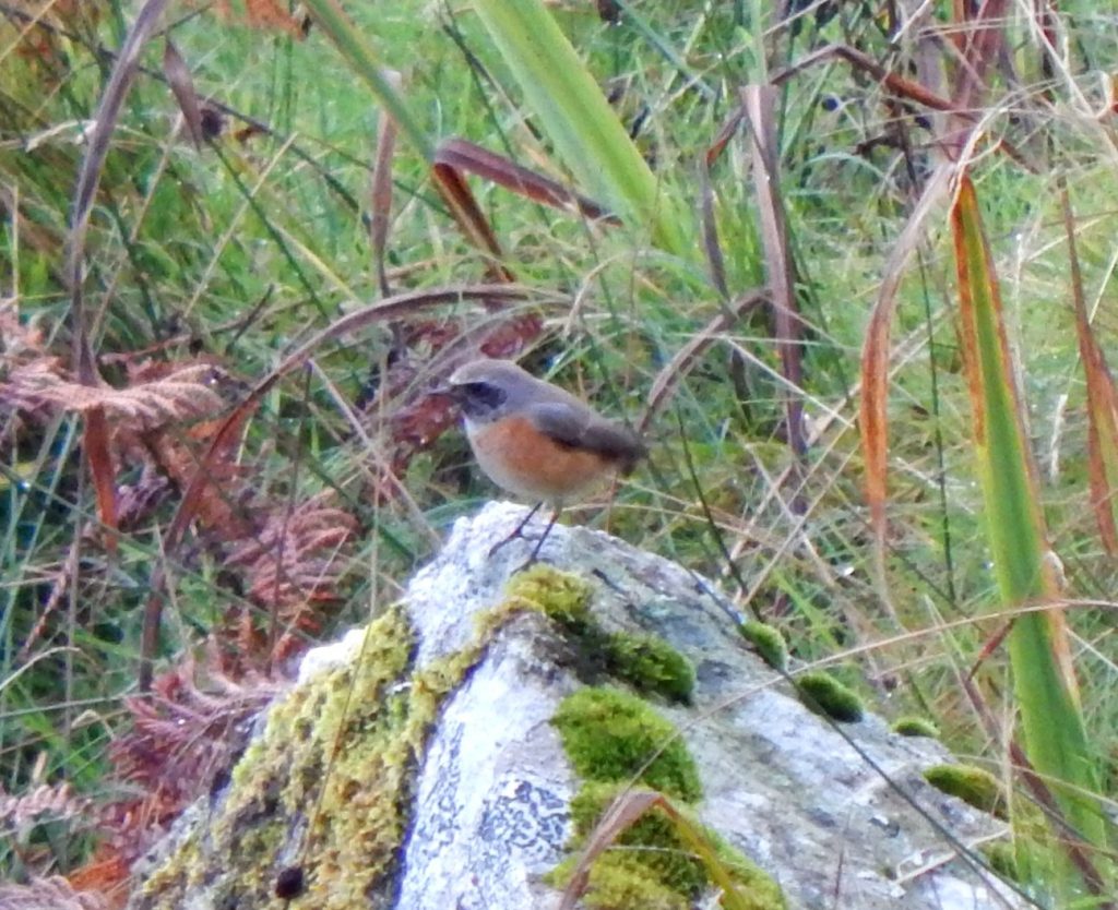 Common Redstart Carnan Mor, Tiree 24 Sep (John Bowler).