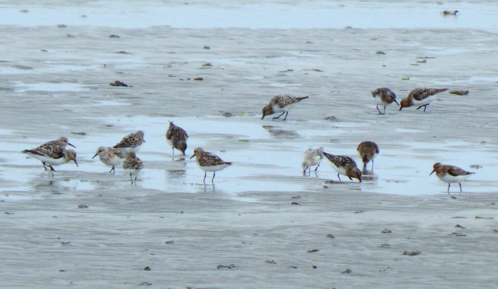 Sanderlings – Gott Bay, Tiree 08 Jul (John Bowler).