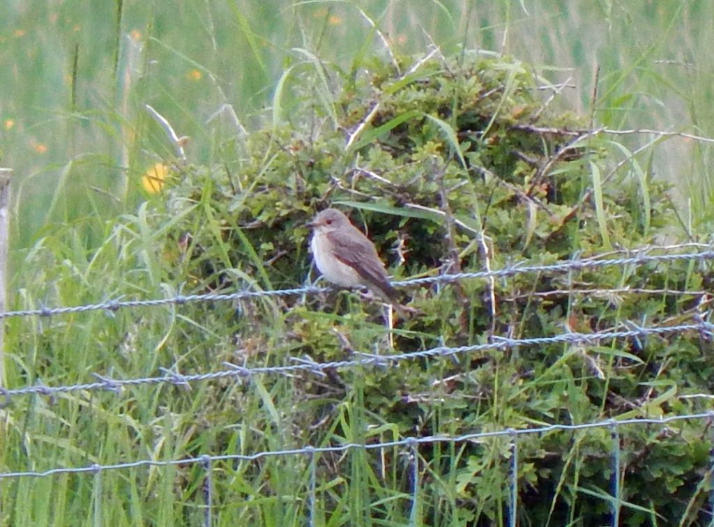 Spotted Flycatcher – Balephuil, Tiree 13 Jun (John Bowler).