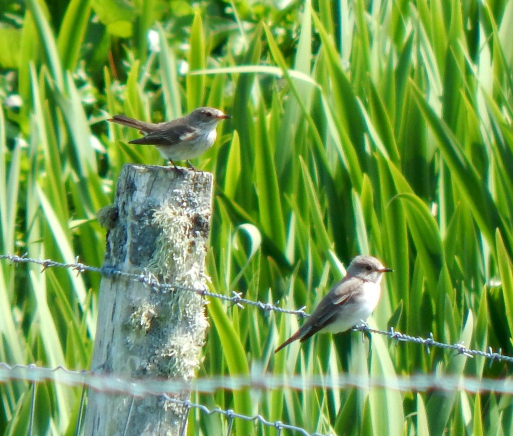 Spotted Flycatchers – Balephuil, Tiree 28 May (John Bowler).