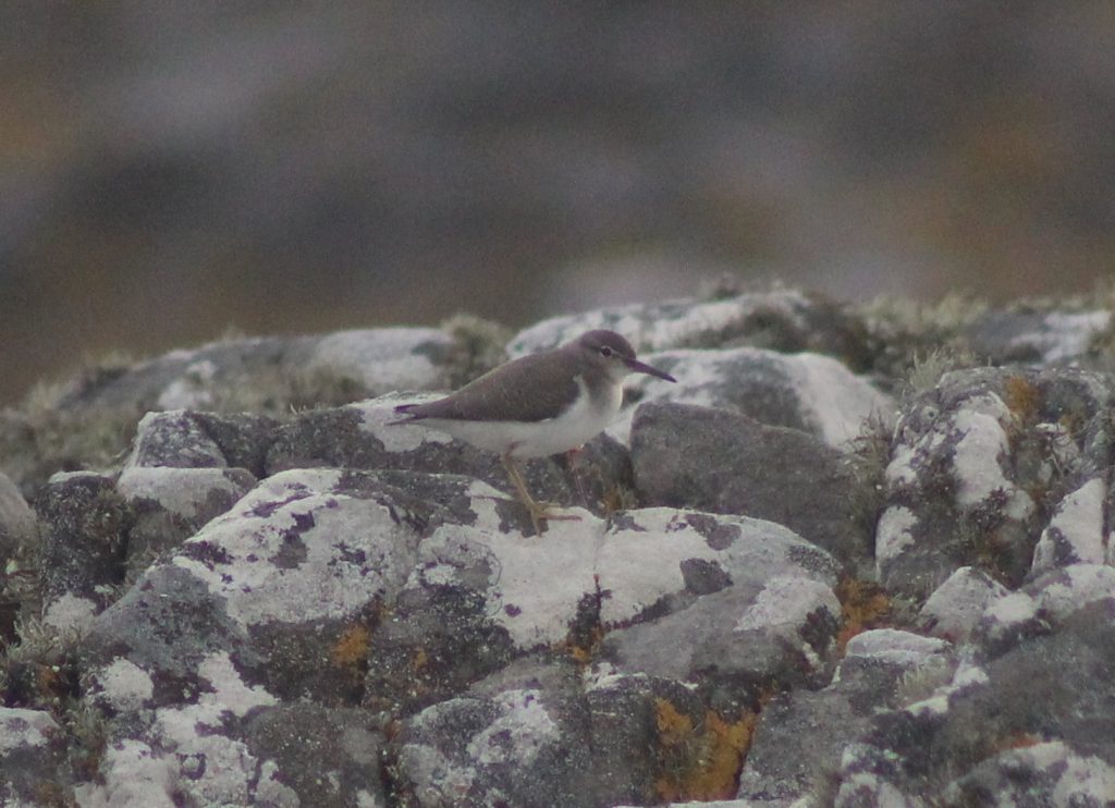 Spotted Sandpiper – Ard Mor, Tiree 17 Aug (Dante Shepherd).